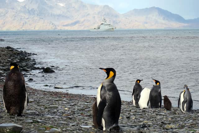 South Georgia's penguins with HMS Forth in the background.
