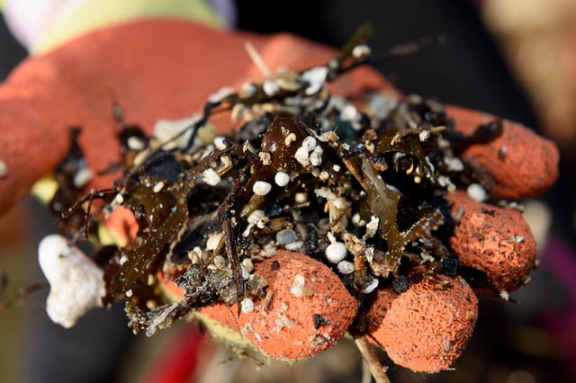 Les minuscules nurdles en plastique sont un problème majeur pour le littoral de Portsmouth.  Photo: Duncan Shepherd