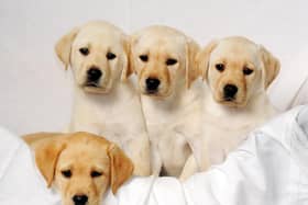 Readers of The News have sent in photos of their four-legged friends to celebrate International Dog Day on Thursday, August 26, 2021.