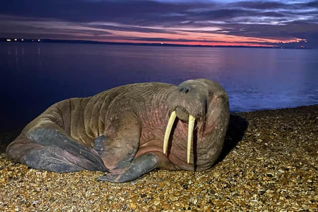 Luke McKell, 16, snapped a picture of Thor on a Hampshire beach.