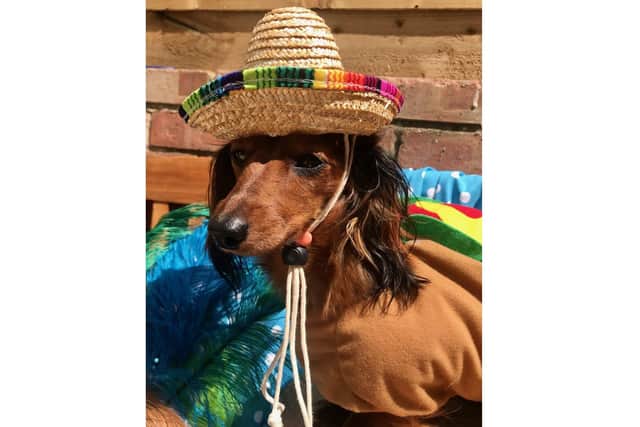 East Hants Dachshunds is hosting an online dachshund-only dog show to keep owners connected during lockdown. Larissa Carey's dogs Amber and Harley posed for some photos to promote the contest