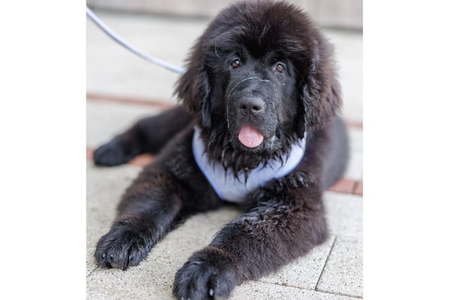 A Newfoundland finds some shade to relax in.