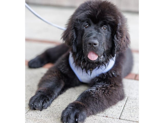 A Newfoundland finds some shade to relax in.