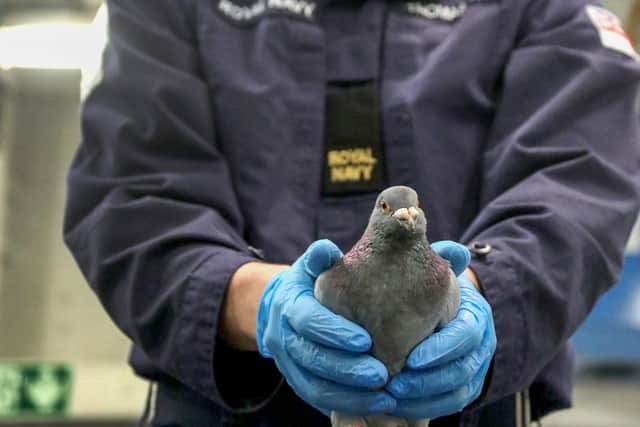 Pauley, the Pigeons on board HMS Queen Elizabeth. Picture: LPhot Luke/ Royal Navy