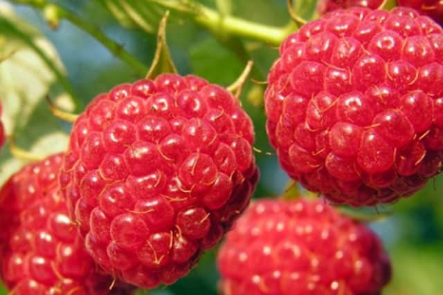 Soft fruit and how to grow it is the subject of a talk at Hayling Island on Wednesday, February 26.