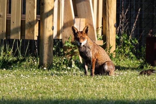 This fox popped into Tony Hicks' Old Portsmouth garden to enjoy the sun.