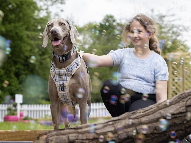 Guests at Goodwoof 2024, a dog event held at Goodwood Estate in Chichester. PA Photo. This year's event features a Labrador Parade, led by The Duke of Richmond, in celebration of the breed. Elsewhere at the event, visitors can try forest bathing, truffle hunting, watch top canine athletes in competition, enjoy wellness workshops and listen to talks from behavioural and veterinary experts. Picture credit should read: Matt Alexander/PA Media