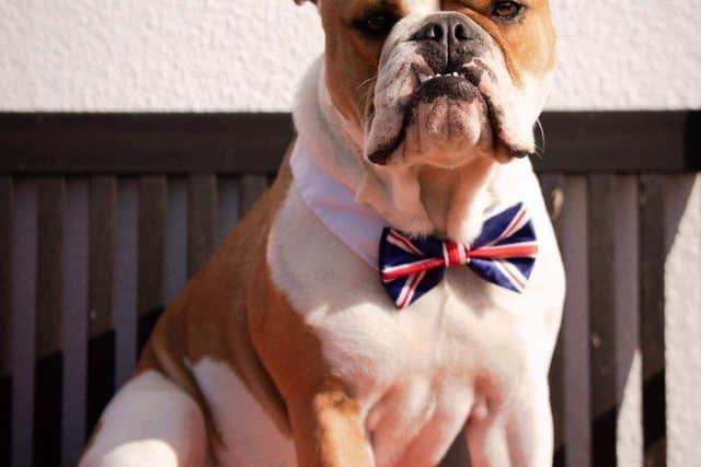 Albert, the event's ambassador dog, owned by Sarah Marie.