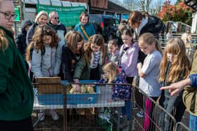 Big crowds around the very popular ducklings at the Mill Cottage Farm Experience in Port Solent.Picture: Mike Cooter
