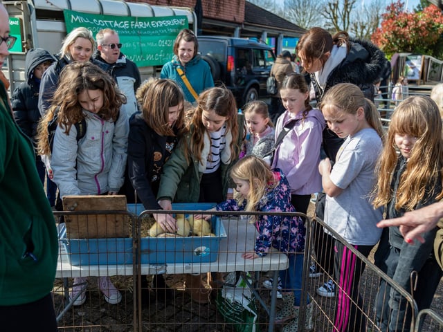 Big crowds around the very popular ducklings at the Mill Cottage Farm Experience in Port Solent.Picture: Mike Cooter