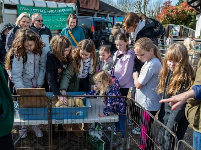 Big crowds around the very popular ducklings at the Mill Cottage Farm Experience in Port Solent.Picture: Mike Cooter