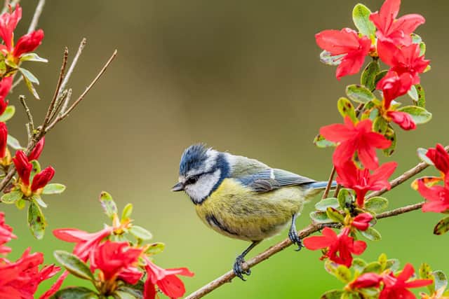 While coronavirus may be wreaking havoc on society, spring is very much in full swing in the natural world.