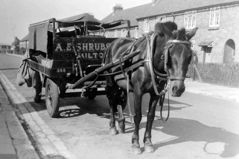 Ted Shrubsole's fruit and veg cart in Crofton Road

We see in Crofton Road, Milton the horse and cart belonging to Arthur Edward Shrubsole. (Ted).
He  used to deliver all around the Milton area between 1935-55. Mrs Doreen Watts who loaned the photo remembers the horse walking along the street and stopping at each customers house. He knew the round better than Ted it seems.
Unfortunately Ted had an illness and he used to walk doubled up, but it never stopped him working.
