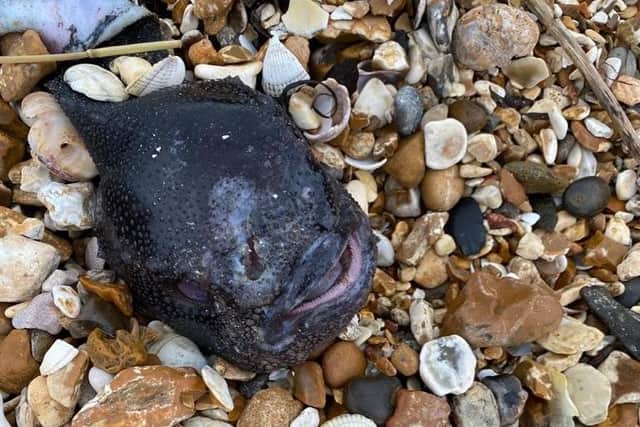The strange creature washed up on Hill Head Beach which scientists now belive to be a lumpsucker fish.