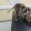The seven-month-old spaniel was severely underweight and dirty. She has now been called Puppacino after being found