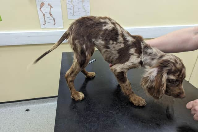 The seven-month-old spaniel was severely underweight and dirty. She has now been called Puppacino after being found