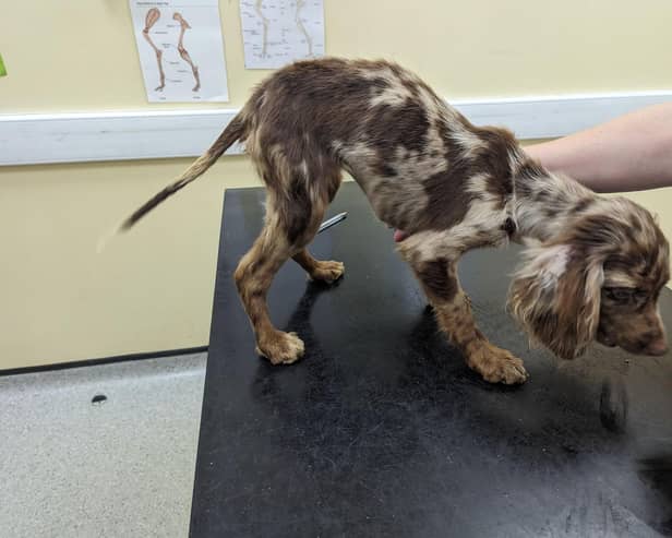 The seven-month-old spaniel was severely underweight and dirty. She has now been called Puppacino after being found
