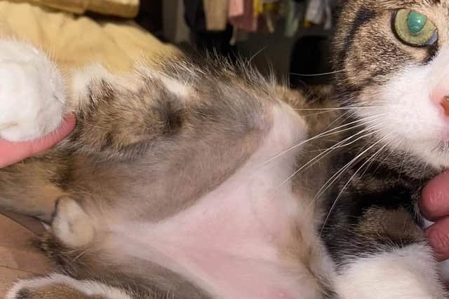 Rocky the cat, whose stomach was shaved in bizarre attack in Hilsea.