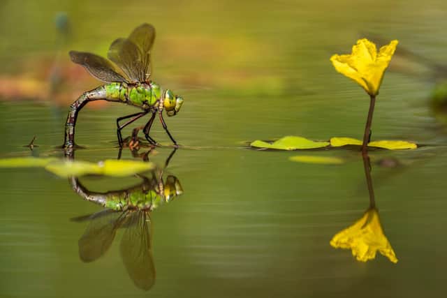 Emperor dragonfly (Anax imperator) female, ovipositing in pond, Cornwall, England, UK. July. © Ross Hoddinott / naturepl.com / WWF
