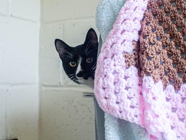 RSPCA The Stubbington Ark, Stubbington on Tuesday 13th February 2024

Pictured: Animals in need of a home

Picture: Habibur Rahman