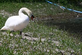 A swan suns itself on the shore of Worthington Reservoir. Very often all these cobbled areas are under water