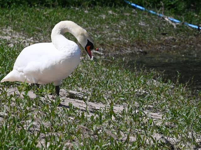 A swan suns itself on the shore of Worthington Reservoir. Very often all these cobbled areas are under water