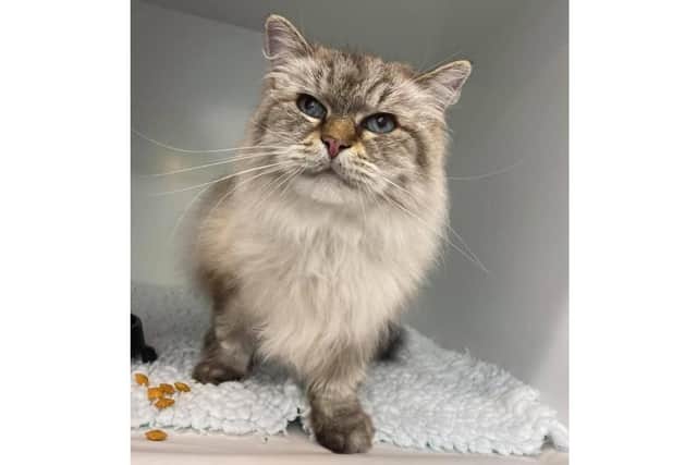 Missing cat Shakira was reunited with her owner Tom Jones thanks to her microchip after turning up 50 miles frmo home