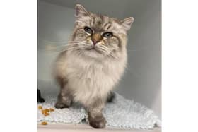 Missing cat Shakira was reunited with her owner Tom Jones thanks to her microchip after turning up 50 miles frmo home