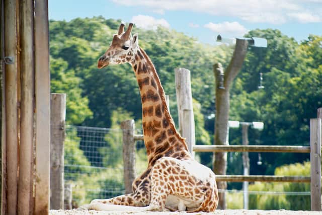 Mburo, the three-year-old Rothschild's giraffe had previously lived at Chester Zoo. Picture: Marwell Zoo.