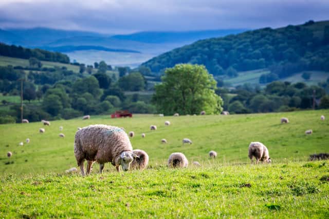 Stock picture of a herd of sheep on a green pasture, England