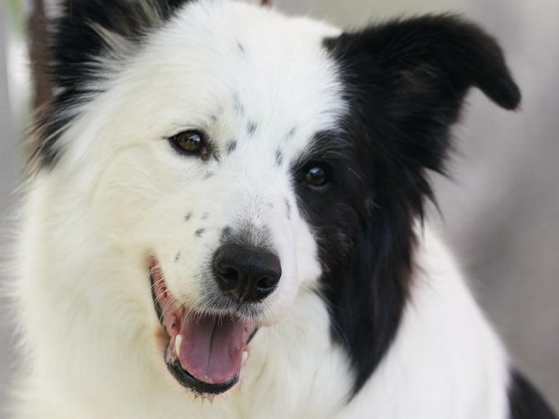Border Collie dogs are famous for their good bonding abilities with children. 

(Photo by TIMOTHY A. CLARY/AFP via Getty Images)