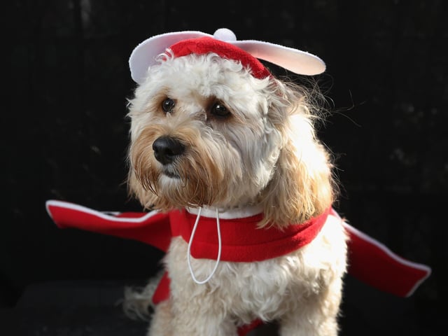A Cavapoo will set you back around £1,640 on average. (Photo by John Moore/Getty Images)