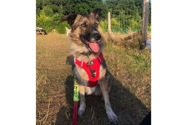 Stanlee is looking for a home with someone who has experience with rescue dogs and/or interest in dog sports or training.