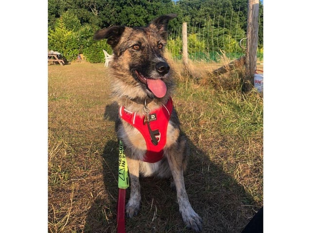 Stanlee is looking for a home with someone who has experience with rescue dogs and/or interest in dog sports or training.