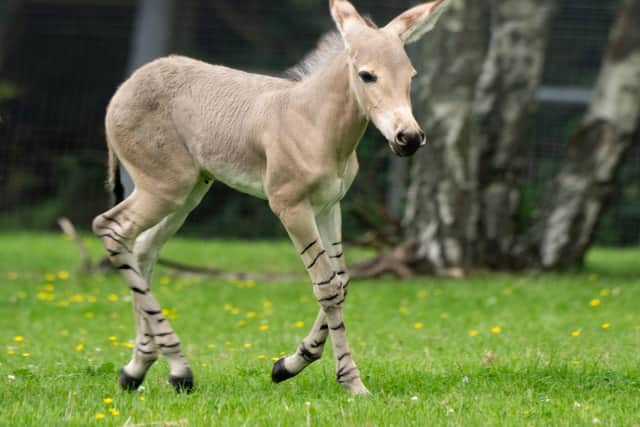 Marwell Zoo has welcomed the birth of an African wild ass foal.