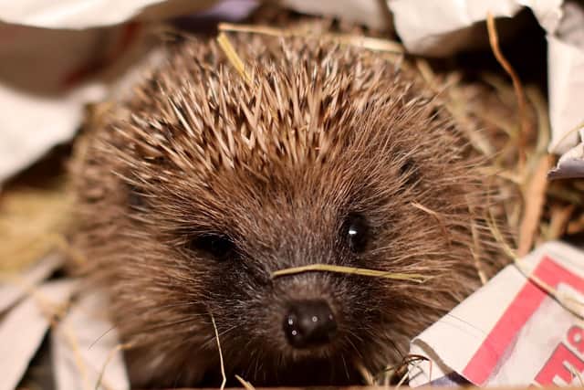 A hog at Bert's Hedgehog Retreat in Portsmouth.         Picture: Chris Moorhouse