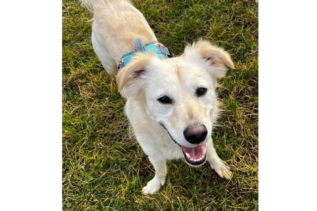 Koda is almost three years old and is currently in Southampton. He is in foster with two other dogs and three children.