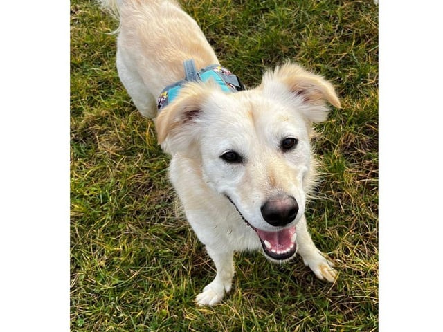 Koda is almost three years old and is currently in Southampton. He is in foster with two other dogs and three children.