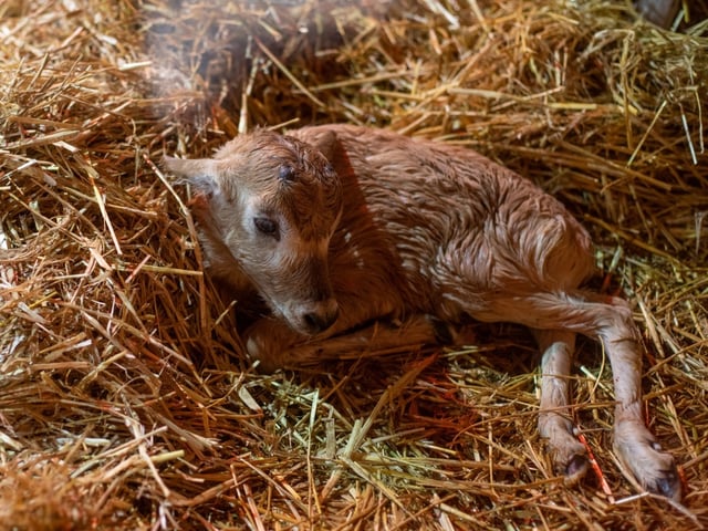 Guests at Marwell Zoo got to witness the birth of a Critically Endangered addax calf.
Picture credit: Marwell Zoo