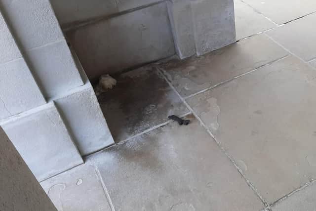 Poo and pools of urine have been spotted at Portsmouth Naval Memorial on Friday evening.
