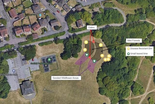 Seafield Park, Hill Head, Mini Forest Design