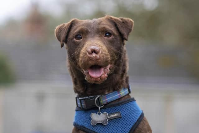 Havant Borough Council and Portsmouth County Council Stray Dog Kennels have been honoured for their animal welfare work