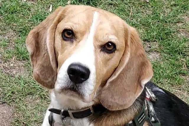 Jackson the beagle was attacked by another dog while walking through Cosham Park