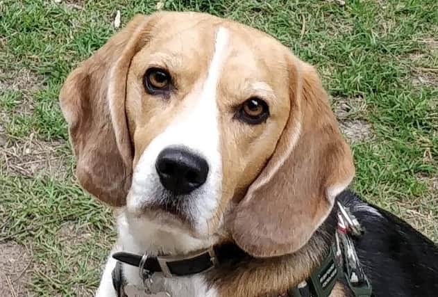Jackson the beagle was attacked by another dog while walking through Cosham Park