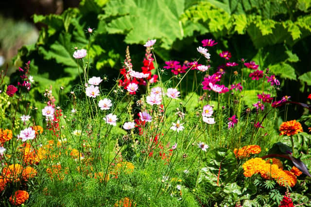 Fancy a border like this? Picture: Shutterstock