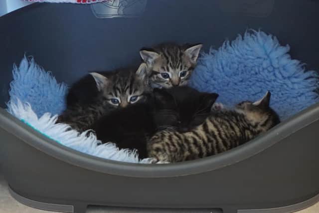Mum cat Izzy and her 5 tiny kittens were found in a Fareham field and are being cared for by volunteers of Cats Protection's Gosport Town branch