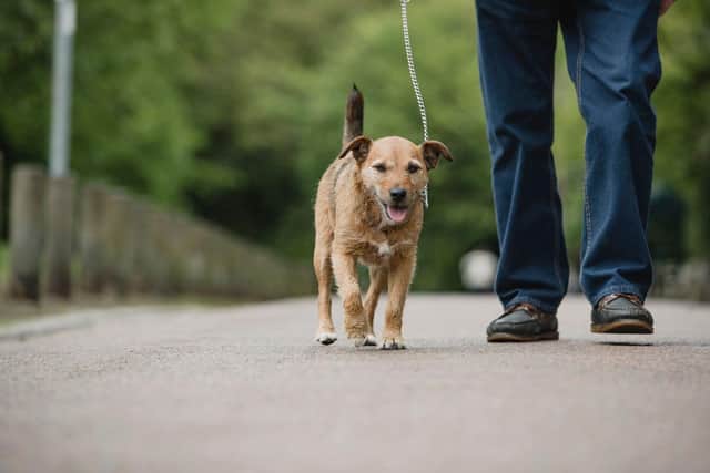 Arthritis does not just affect older dogs