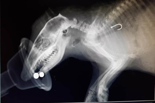 RSPCA confirm shocking figures about how many animals are affected by litter. 
Pictured: A hedgehog, which sadly died a painful death in Nantwich, Cheshire, after swallowing a fishing hook and becoming entangled in old fishing line.