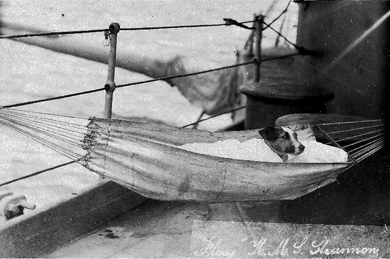 Ships mascot Floss looking very comfy in a hammock on board HMS Shannon.