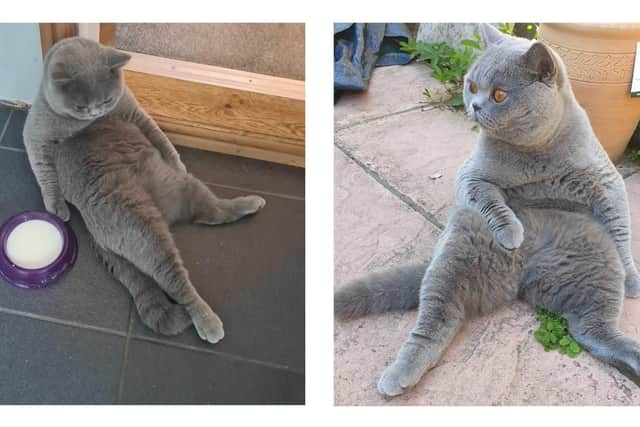 Rupert the cat from North End is the winner of The News' Top Pet competition 2021